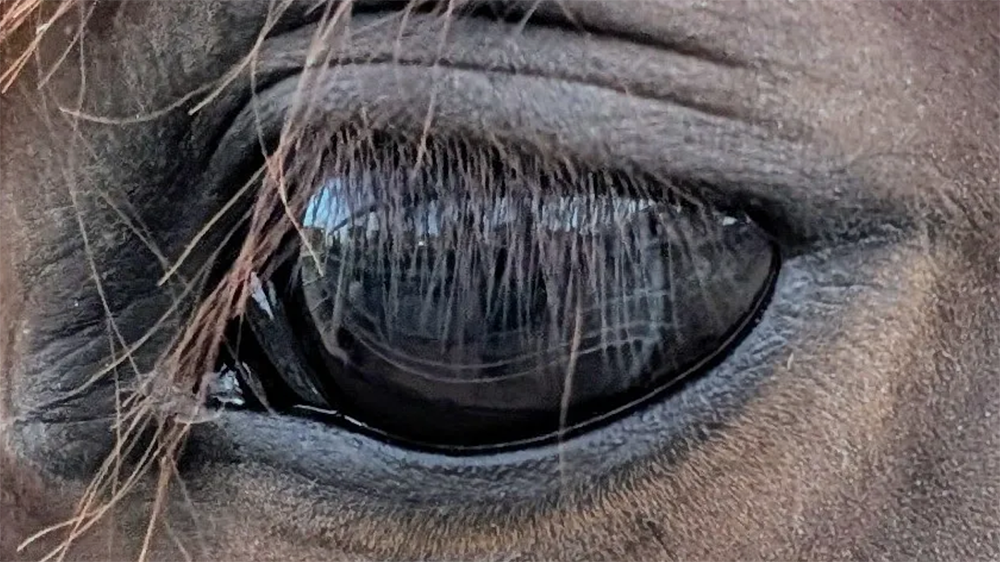 Schermata 2026 02 17 alle 17.47.52