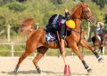Mounted Games: il programma sportivo 2026