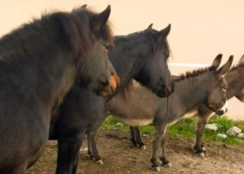 Proposta di legge A.C. 2187: il confronto tecnico, 12 domande e 24 risposte