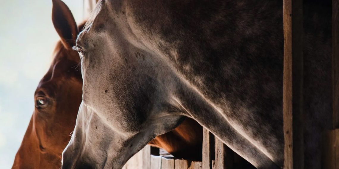 Forlì, al via un progetto con i cavalli per le pazienti oncologiche