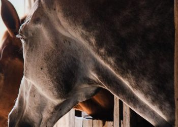 Forlì, al via un progetto con cavalli per pazienti oncologiche