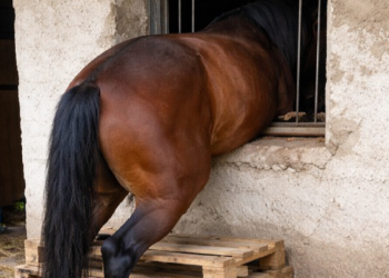 Boffalora d’Adda: a questo cavallo forse non piaceva  ‘la minestra’…