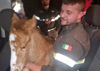 Cavalli ‘selvaggi’ di Genova: la loro Genesi