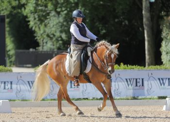 Haflinger, tutti in gara con il Masaf: come Vienna…