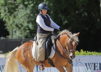 Haflinger, tutti in gara con il Masaf: come Vienna…