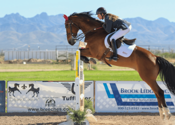 Le articolazioni del cavallo atleta