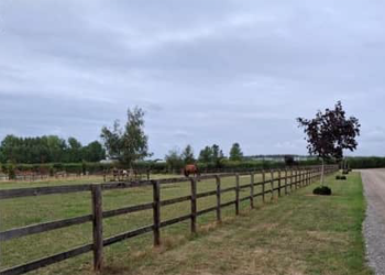 West Sussex: facciamo cassa con i cani