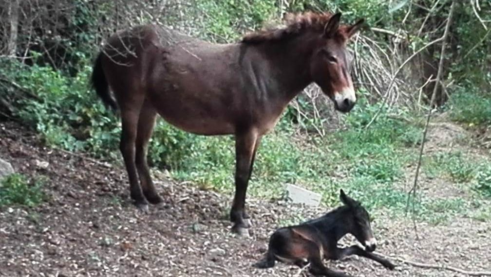 I Muli: equidi pieni di qualità e sorprese ma…occhio alle fake news!