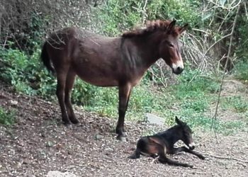 I Muli: equidi pieni di qualità e sorprese ma…occhio alle fake news!