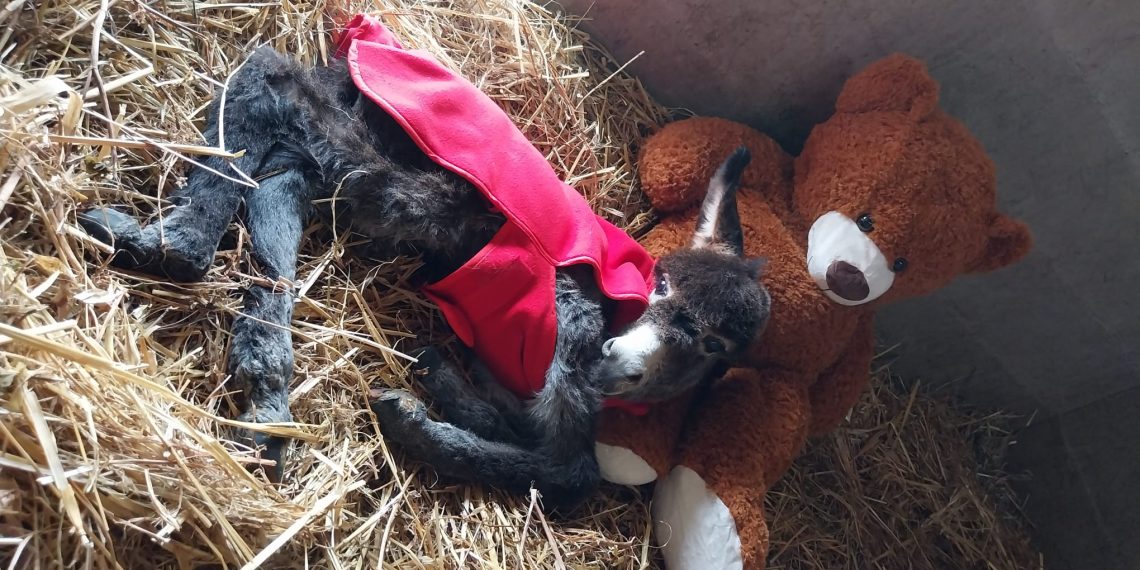 Luisa, l’asinello Orlando e…il suo orsetto di peluche!