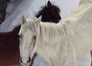 Turchia, portati in salvo 3 cavalli dispersi da 4 mesi in montagna, nella neve