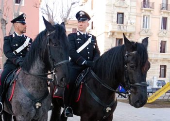 Cavalli Murgesi dei Carabinieri a Bari: tradizione, sicurezza e identità