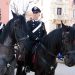 Cavalli Murgesi dei Carabinieri a Bari: tradizione, sicurezza e identità