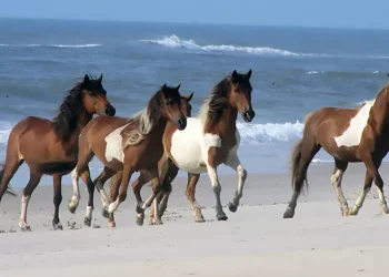 Dove inconrarli a ‘briglie sciolte’ nella natura