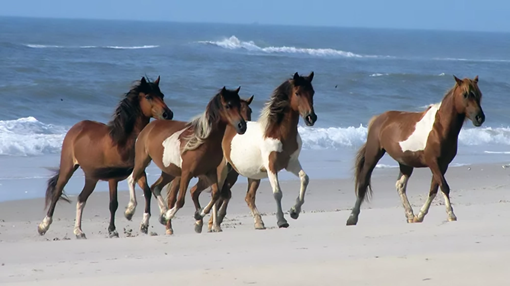 horsesrunningbeach 2