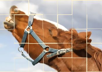 Ricercatori al lavoro: impariamo la sua lingua