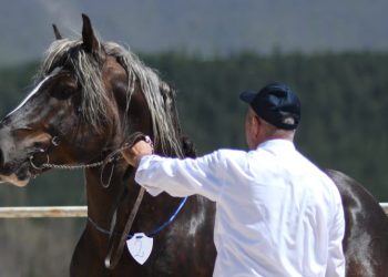 Tradizione, cavalli e antichi mestieri: la Sentinella dell’Ambiente celebra il CAITPR