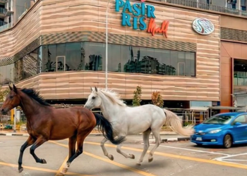 A Singapore un film già visto: cavalli in fuga