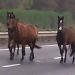Giornata orribile per i cavalli sulle strade