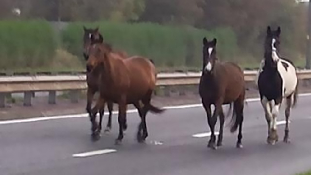 IMG 2608.jpg img 2608