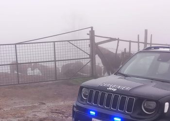 Blitz in Calabria: attenzione alla filiera…