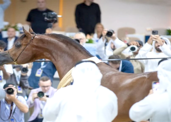 Dubai Arabian Horse Show… must go on