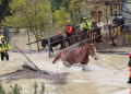 Il Sangro esonda: un cavallo e un asino salvati dai Vigili del Fuoco