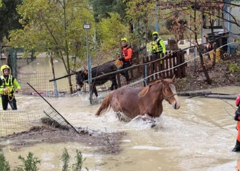 Il Sangro esonda: un cavallo e un asino salvati dai Vigili del Fuoco