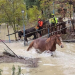 Il Sangro esonda: un cavallo e un asino salvati dai Vigili del Fuoco