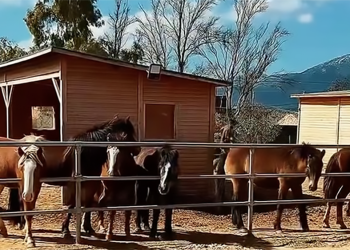 Help Horses Ymittos: una storia di solidarietà