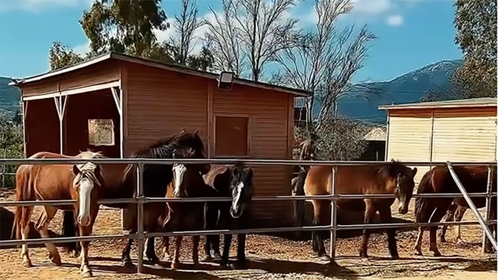 Schermata 2026 04 08 alle 11.33.42