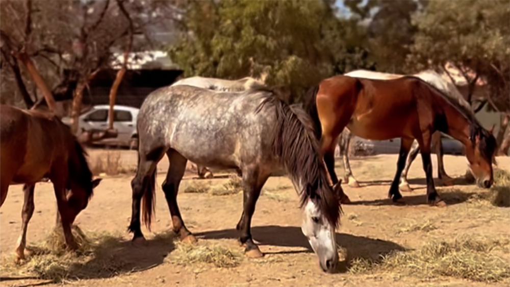 Schermata 2026 04 08 alle 11.34.35