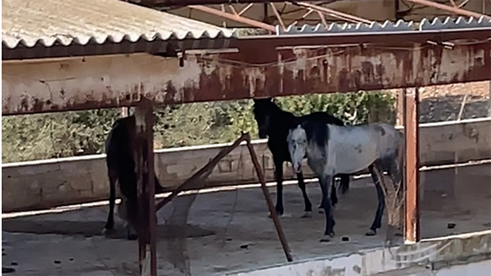 Schermata 2026 04 08 alle 11.46.39