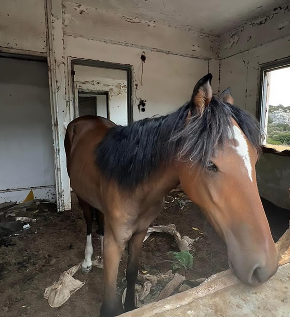 Schermata 2026 04 08 alle 11.47.35 938x1024