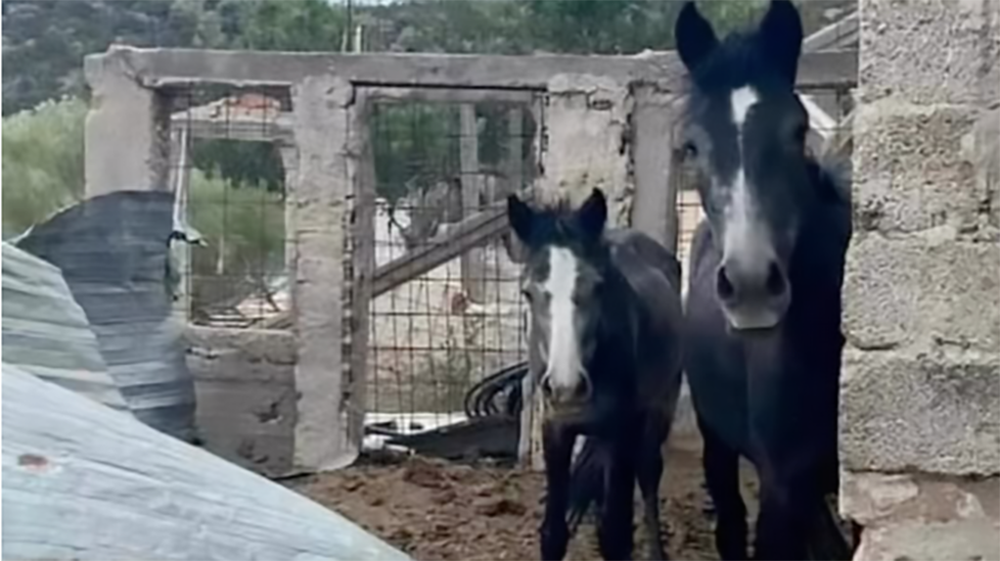 Schermata 2026 04 08 alle 11.48.18