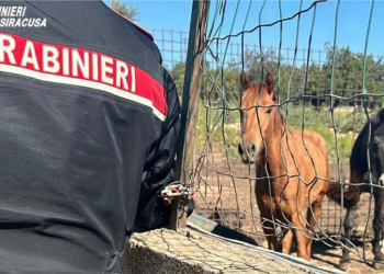 Blitz nel Val di Noto: 26 cavalli ‘irregolari’