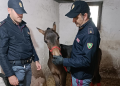 Cavallo ‘abusivo’ a Catania