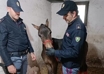 Cavallo ‘abusivo’ a Catania