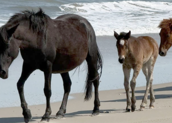 I primi Bankers del 2026