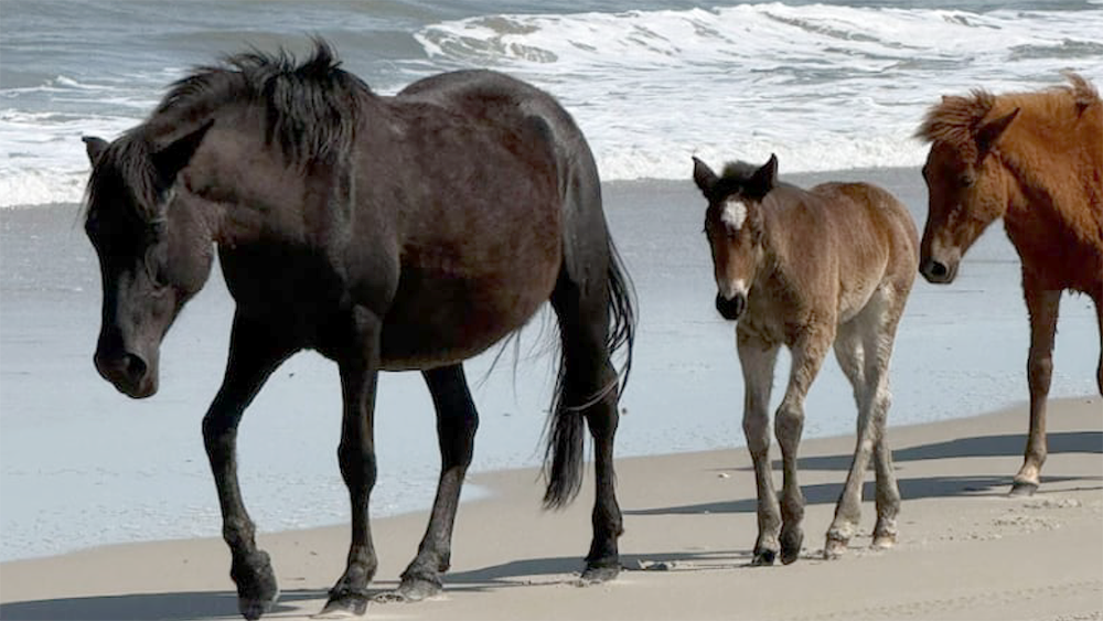 Schermata 2026 04 24 alle 16.28.07