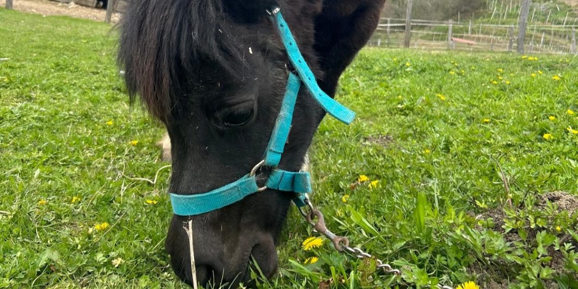 Mamy, una pony da seguire con il Ranch Val di Ronch
