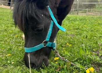 Mamy, una pony da seguire con il Ranch Val di Ronch