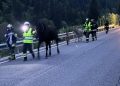 Due asini e un cavallo da Malé alla Val di Rabbi: tutto bene, grazie ai Vigili del fuoco
