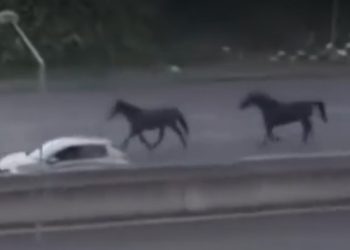 Cavalli in fuga sulla SS36: intervista a chi ha soccorso la cavalla ferita